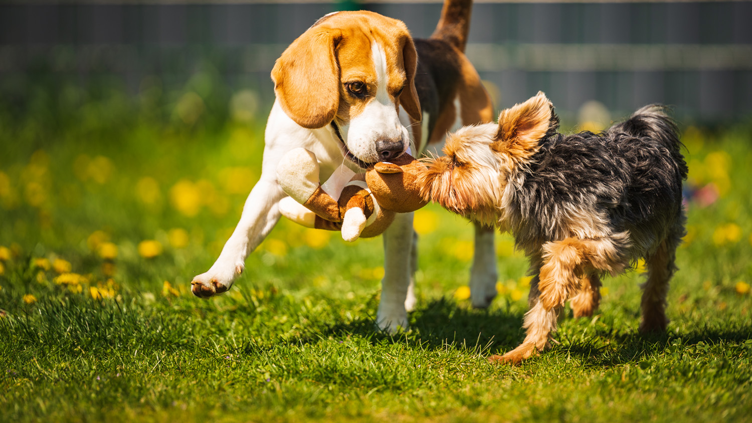 dog beagle1500x844-eating-canned-food-from-bowl-in-bright-2021-08-28-10-41-26-utc%20copy